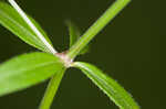 Arkansas bedstraw